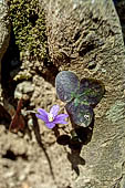 Anemone epatica (Hepatica nobilis ) osservata lungo i sentieri del Monte Moneglia in Liguria.